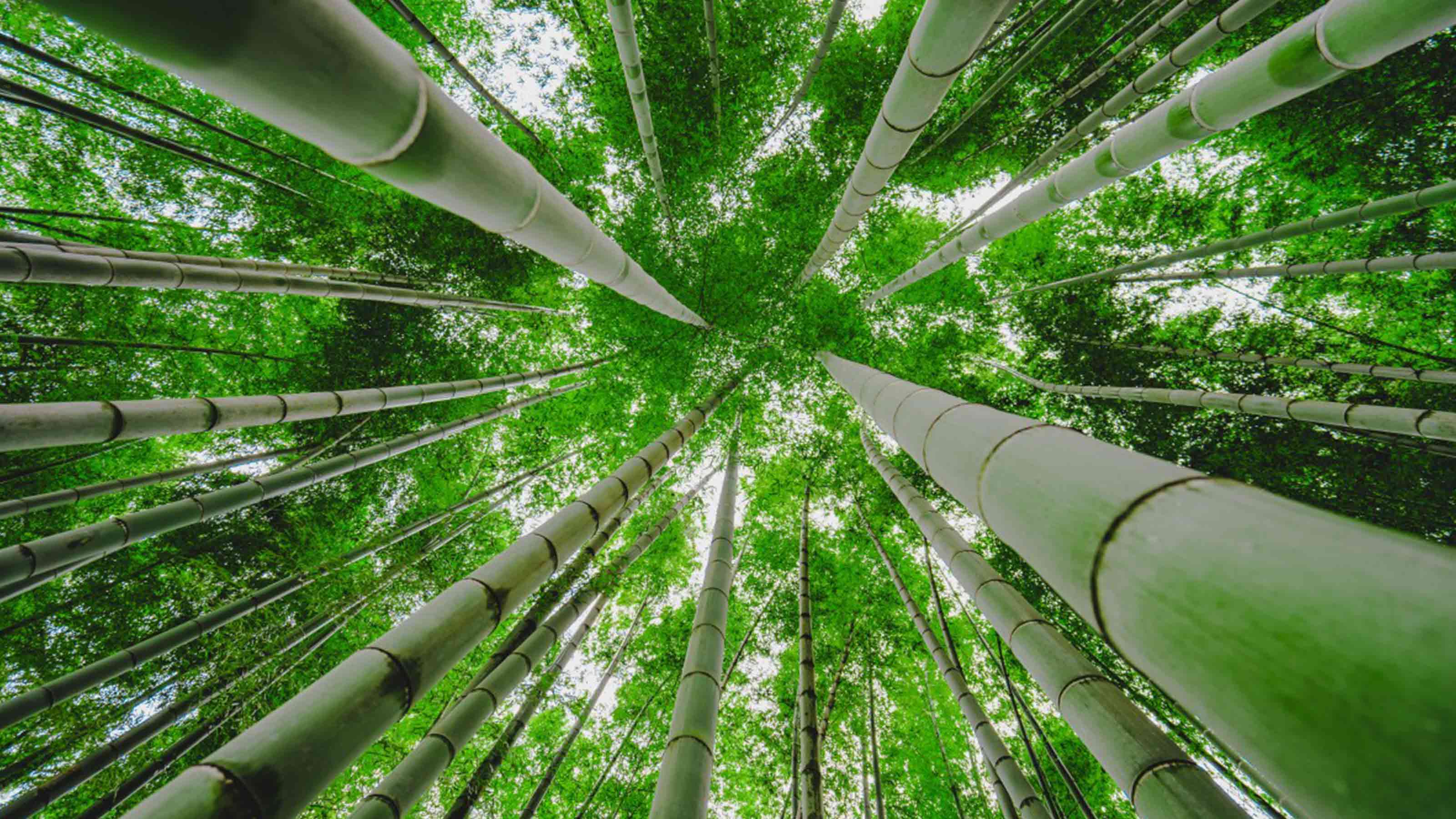Worm's eye view of bamboo farm