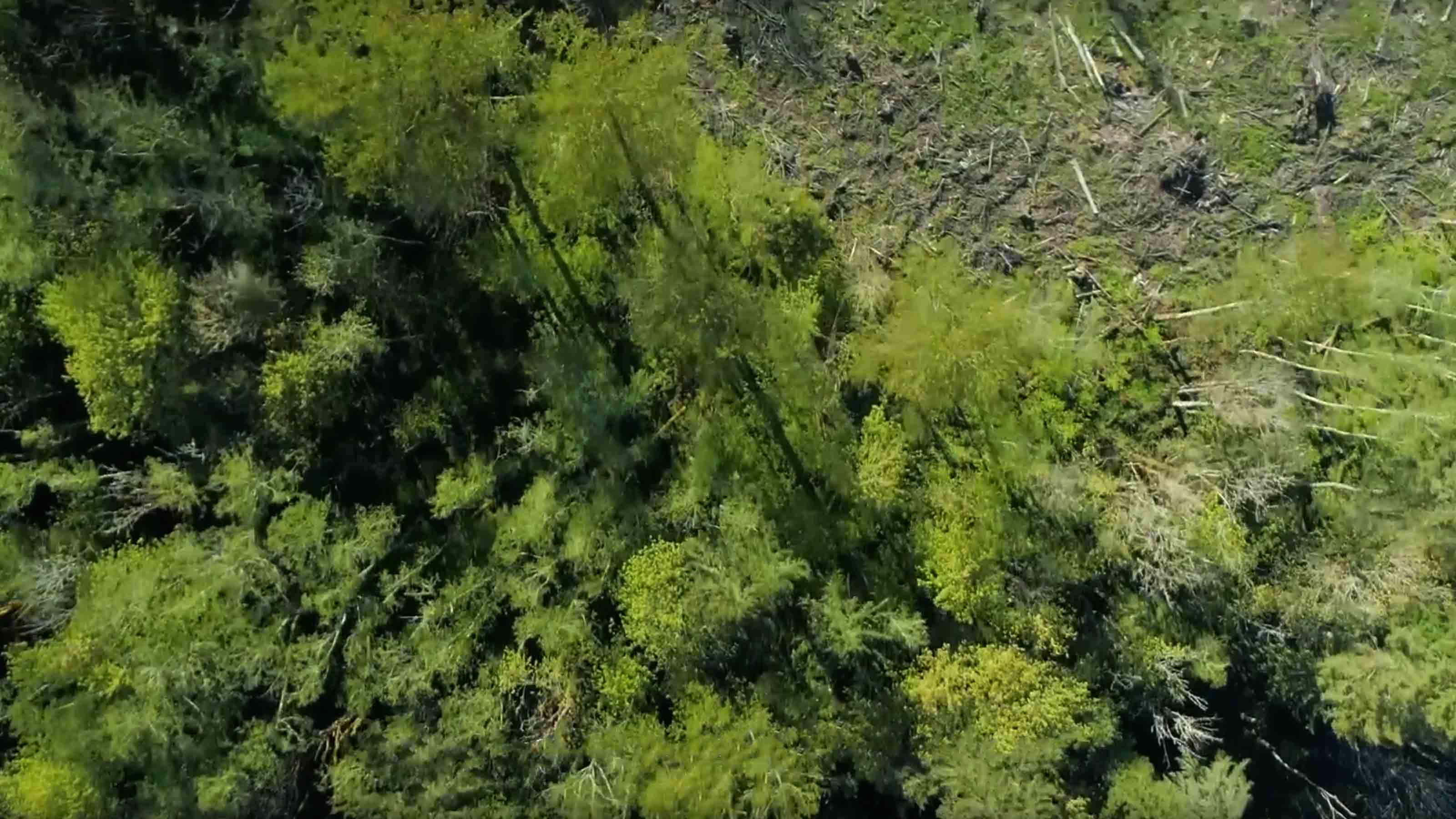 Bird's eye view of bamboo forest 